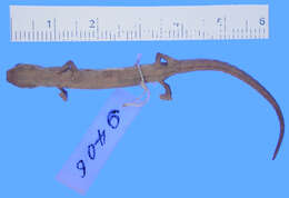 Image of La Loma Salamander