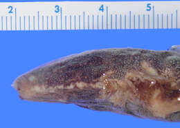 Image of Dwarf Siren