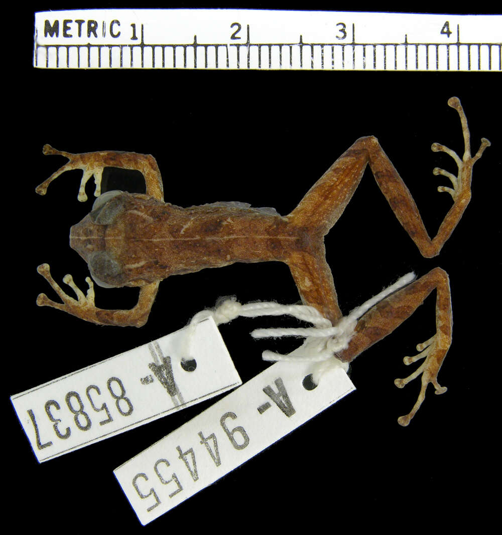 Imagem de Pristimantis latidiscus (Boulenger 1898)