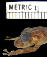 Image de Pristimantis latidiscus (Boulenger 1898)