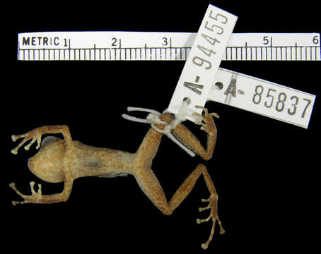 Image of Pristimantis latidiscus (Boulenger 1898)