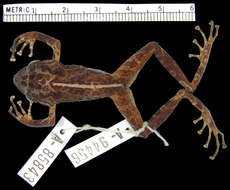 Image of Pristimantis muricatus (Lynch & Miyata 1980)