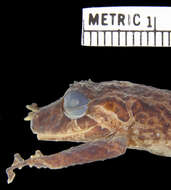 Image of Pristimantis muricatus (Lynch & Miyata 1980)