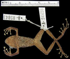 Image of Pristimantis muricatus (Lynch & Miyata 1980)