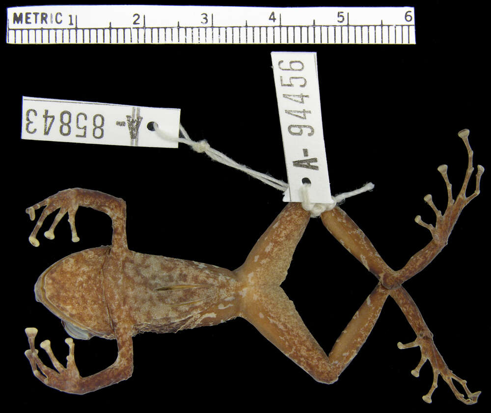 Image of Pristimantis muricatus (Lynch & Miyata 1980)