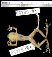 Image de Pristimantis latidiscus (Boulenger 1898)