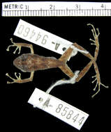Image of Pristimantis muricatus (Lynch & Miyata 1980)