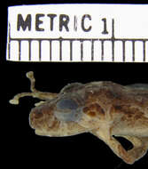 Image of Pristimantis muricatus (Lynch & Miyata 1980)