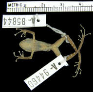 Image of Pristimantis muricatus (Lynch & Miyata 1980)