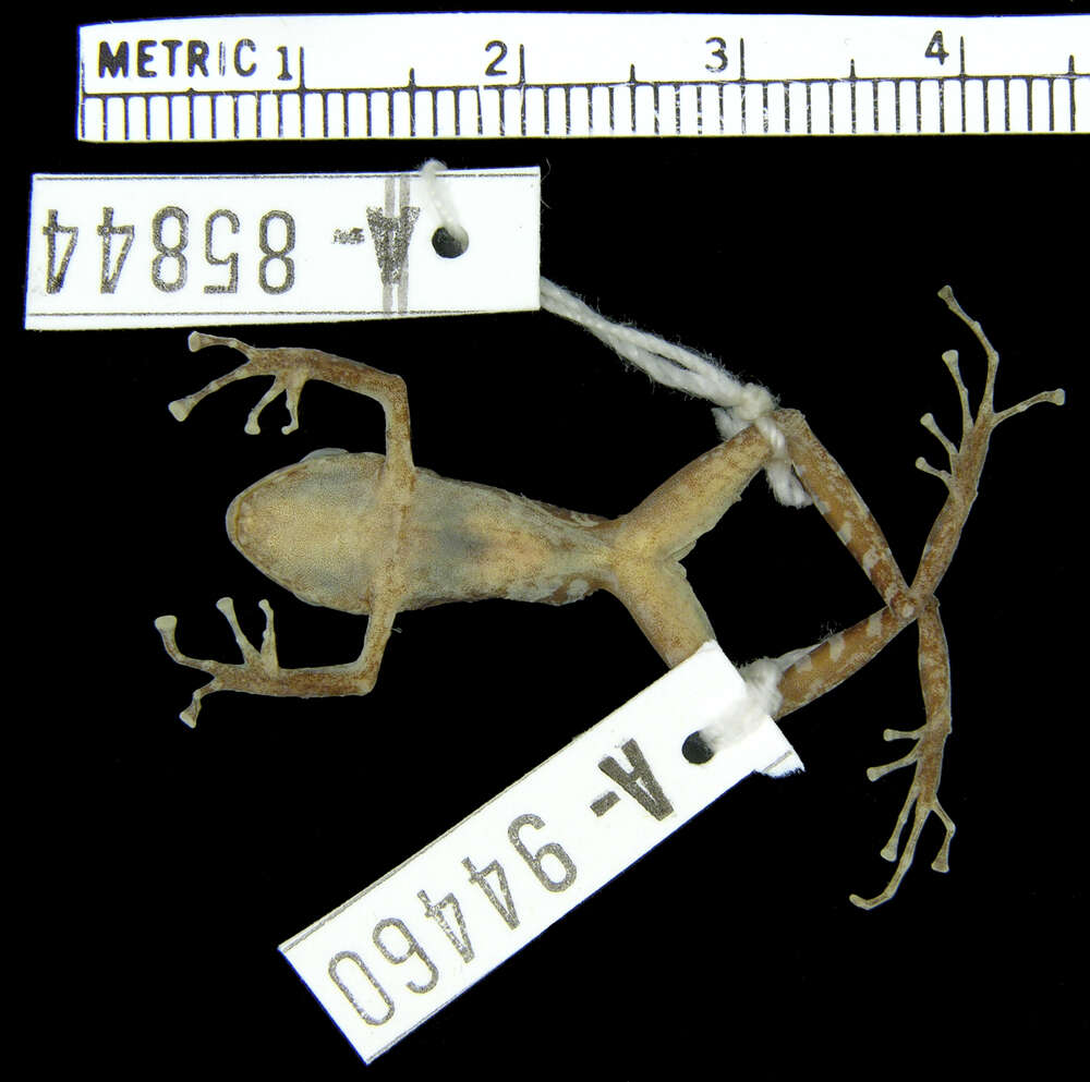 Image of Pristimantis muricatus (Lynch & Miyata 1980)