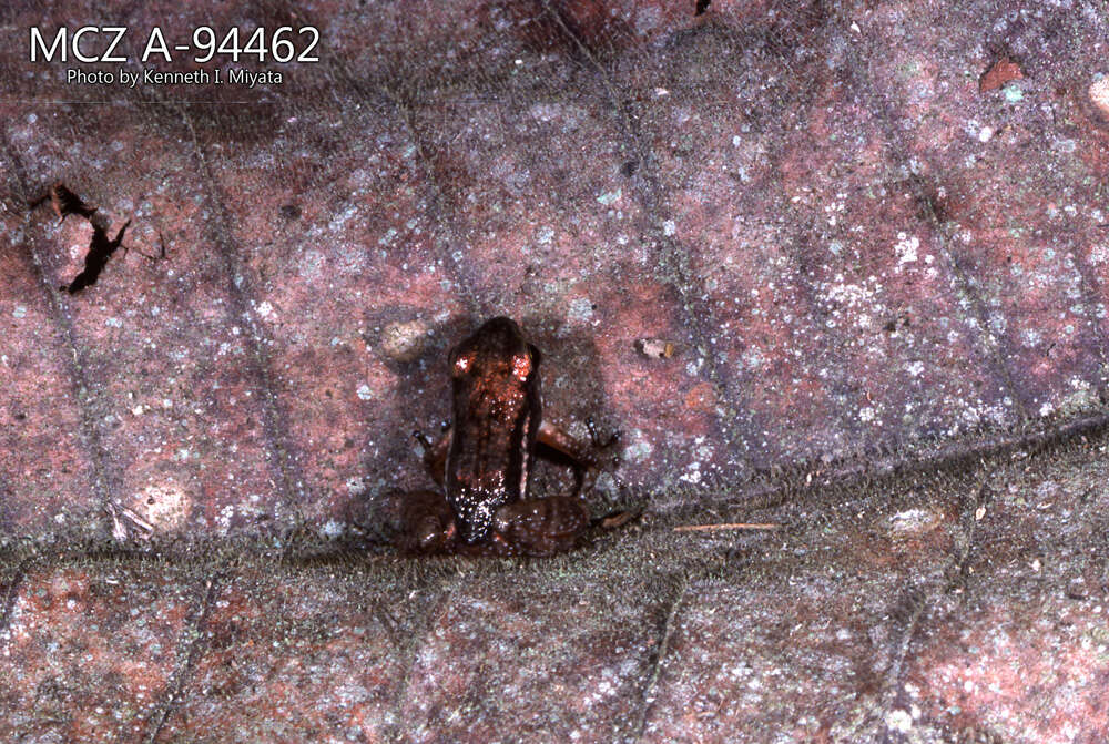 Image of Hyloxalus infraguttatus (Boulenger 1898)