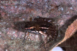 Image of Hyloxalus infraguttatus (Boulenger 1898)