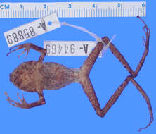 Image of Pristimantis muricatus (Lynch & Miyata 1980)