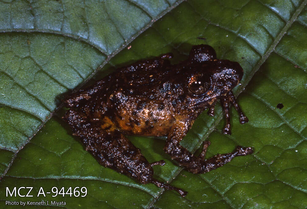 Image of Pristimantis muricatus (Lynch & Miyata 1980)