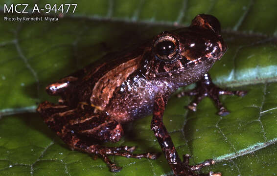 Image of white-striped robber frog