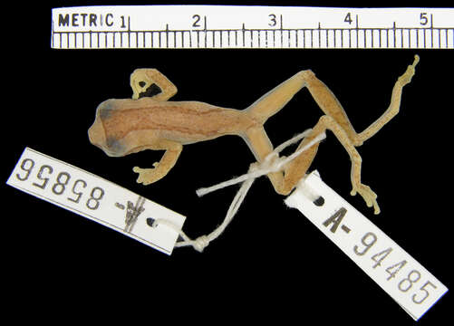 Image of Pacific lowland treefrog