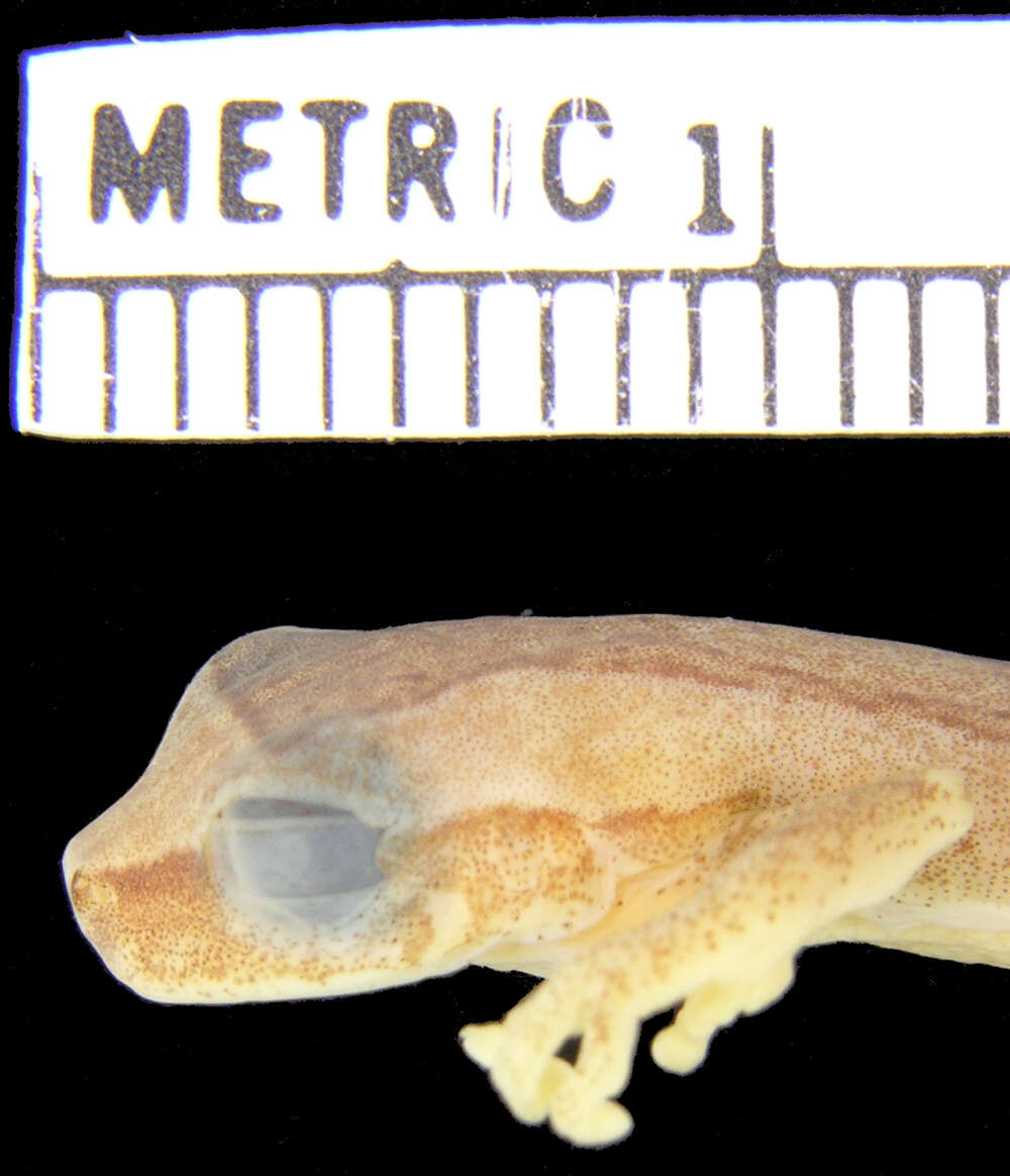 Image of Pacific lowland treefrog