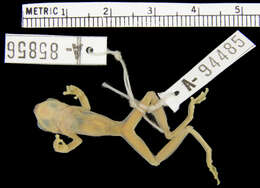 Image of Pacific lowland treefrog