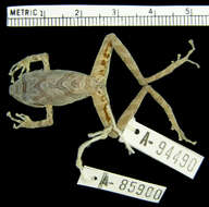 Image of Pristimantis w-nigrum (Boettger 1892)