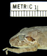 Image of Pristimantis w-nigrum (Boettger 1892)