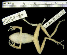 Image of Pristimantis w-nigrum (Boettger 1892)