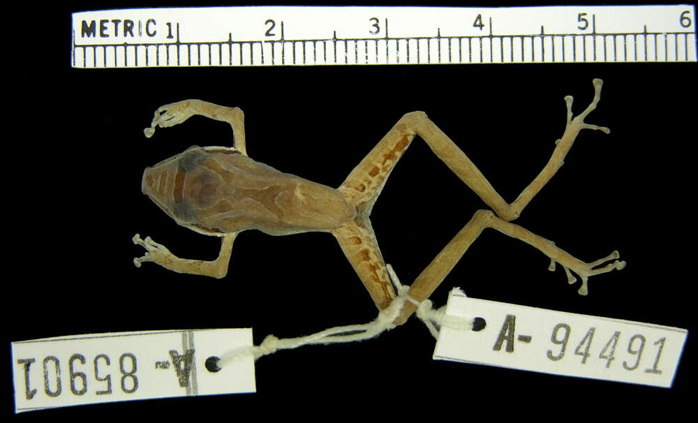 Imagem de Pristimantis w-nigrum (Boettger 1892)