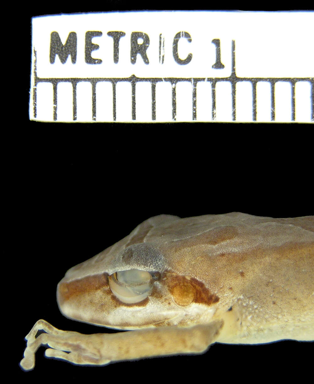 Image of Pristimantis w-nigrum (Boettger 1892)