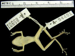 Image of Pristimantis w-nigrum (Boettger 1892)