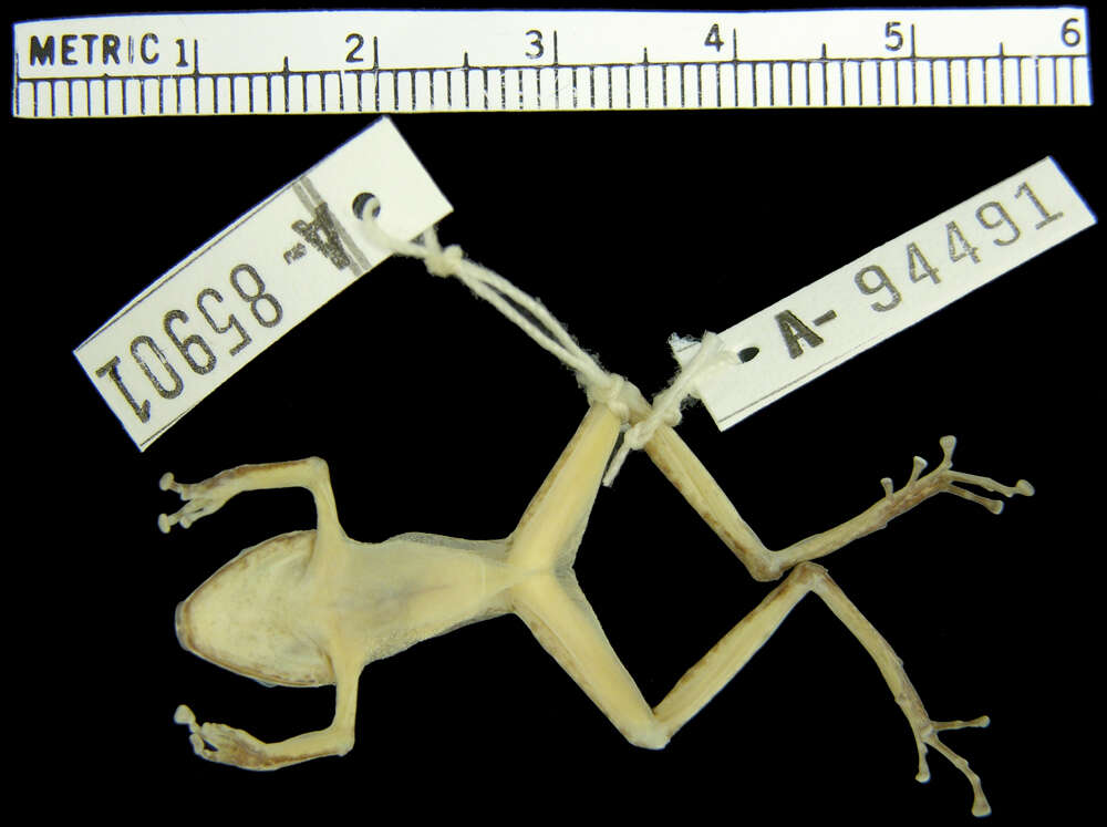 Imagem de Pristimantis w-nigrum (Boettger 1892)