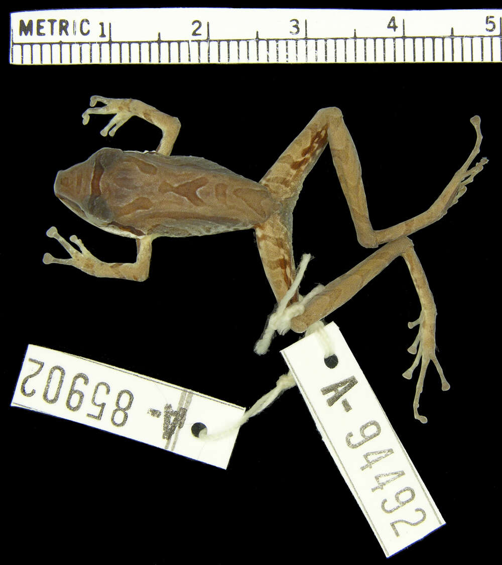 Imagem de Pristimantis w-nigrum (Boettger 1892)