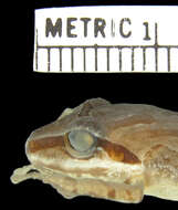 Imagem de Pristimantis w-nigrum (Boettger 1892)