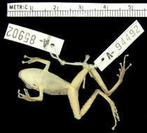 Imagem de Pristimantis w-nigrum (Boettger 1892)