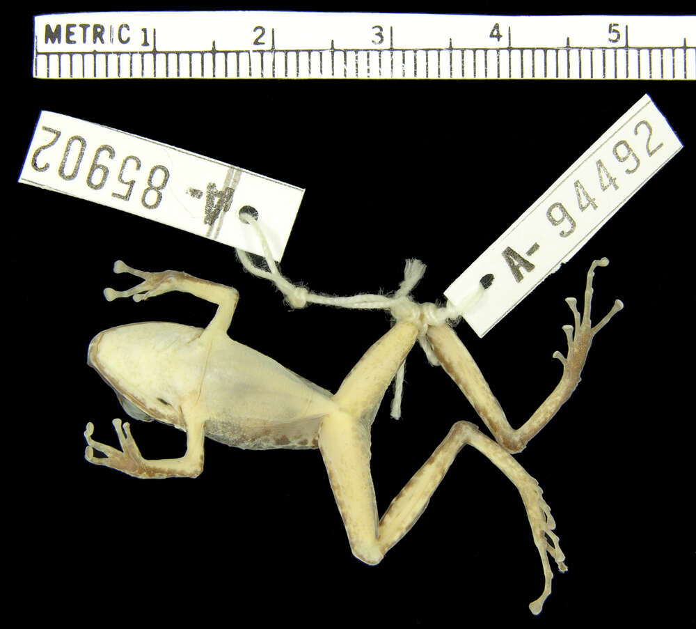 Imagem de Pristimantis w-nigrum (Boettger 1892)