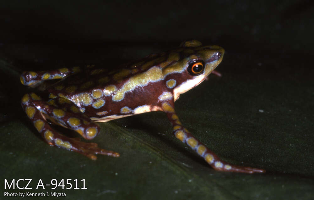 Image of Faisanes stubfoot toad