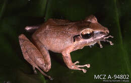 Imagem de Pristimantis achatinus (Boulenger 1898)