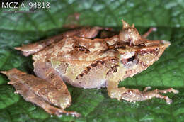 Imagem de Pristimantis appendiculatus (Werner 1894)