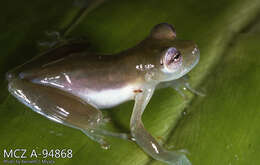 Image of emerald glass frog
