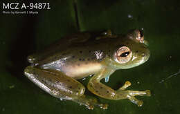 Image of emerald glass frog