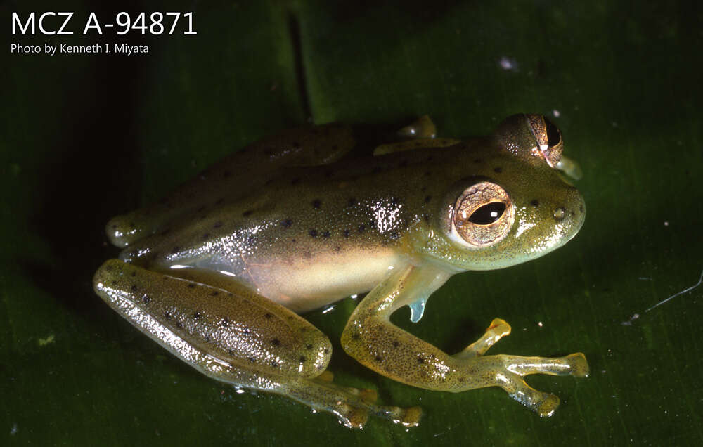 Image of emerald glass frog