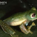 Image of Tandapi giant glass frog