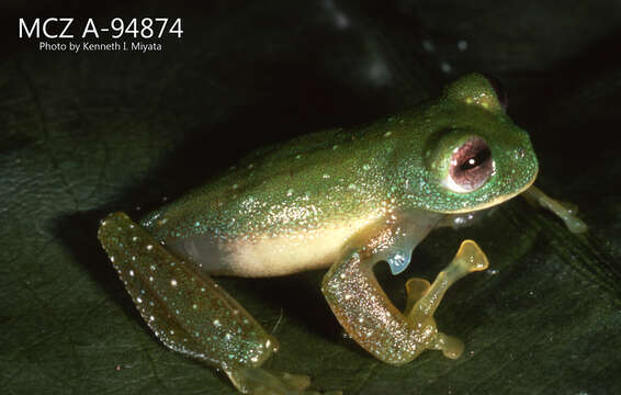 Image of Tandapi giant glass frog