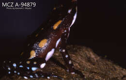 Image of Atelopus longirostris Cope 1868