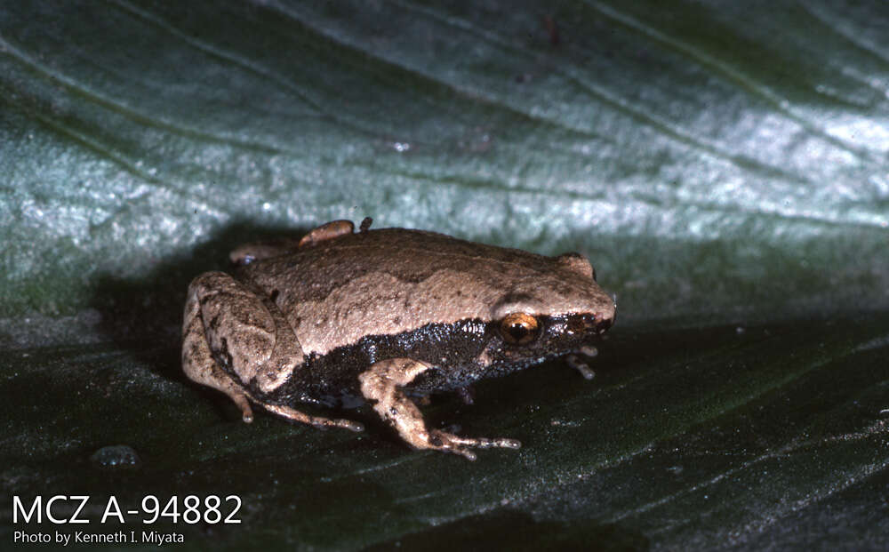 Image of Bleating Frogs