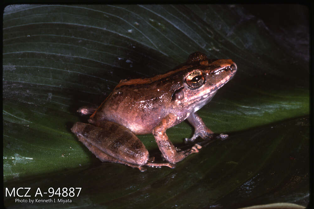 Image of Pristimantis lanthanites (Lynch 1975)