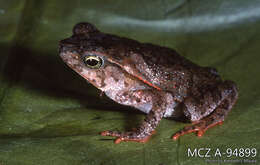 Image of marbled tree frog