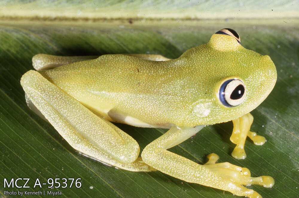 Image of Demerara Falls Treefrog
