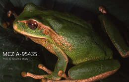 Image de Gastrotheca plumbea (Boulenger 1882)