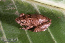 Image of Pristimantis croceoinguinis (Lynch 1968)