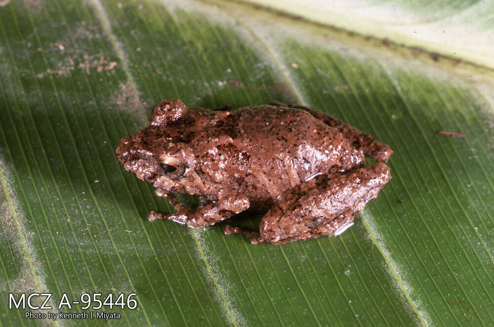 Image of Pristimantis croceoinguinis (Lynch 1968)
