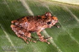 Image of Pristimantis croceoinguinis (Lynch 1968)